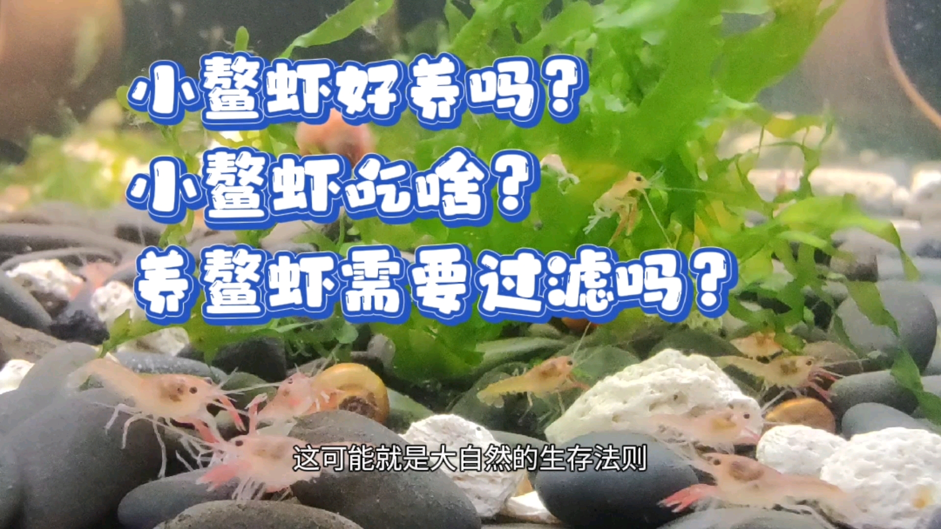 #记录生活#小螯虾苗应该怎样饲养？和养鱼对比，养螯虾真的太简单了
