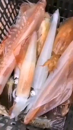 活体鱿鱼