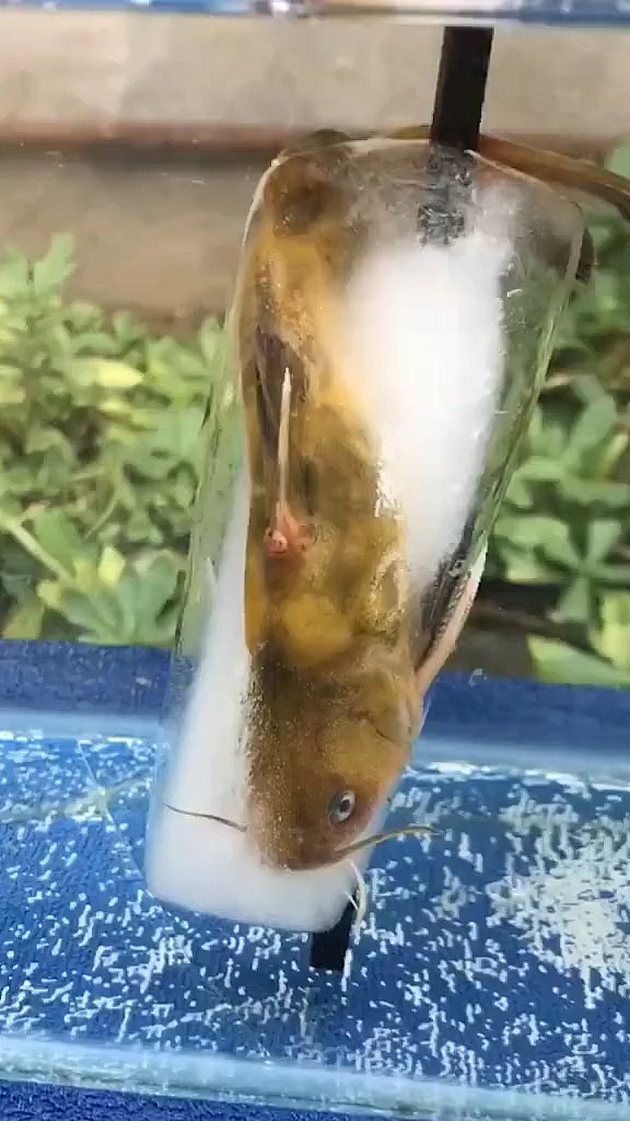 #我要上热门#“冰棍鱼”神奇复苏