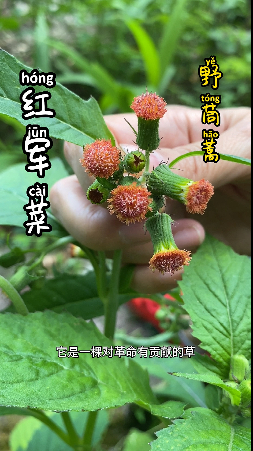 #植物#为革命做过贡献的野菜,叫红军菜