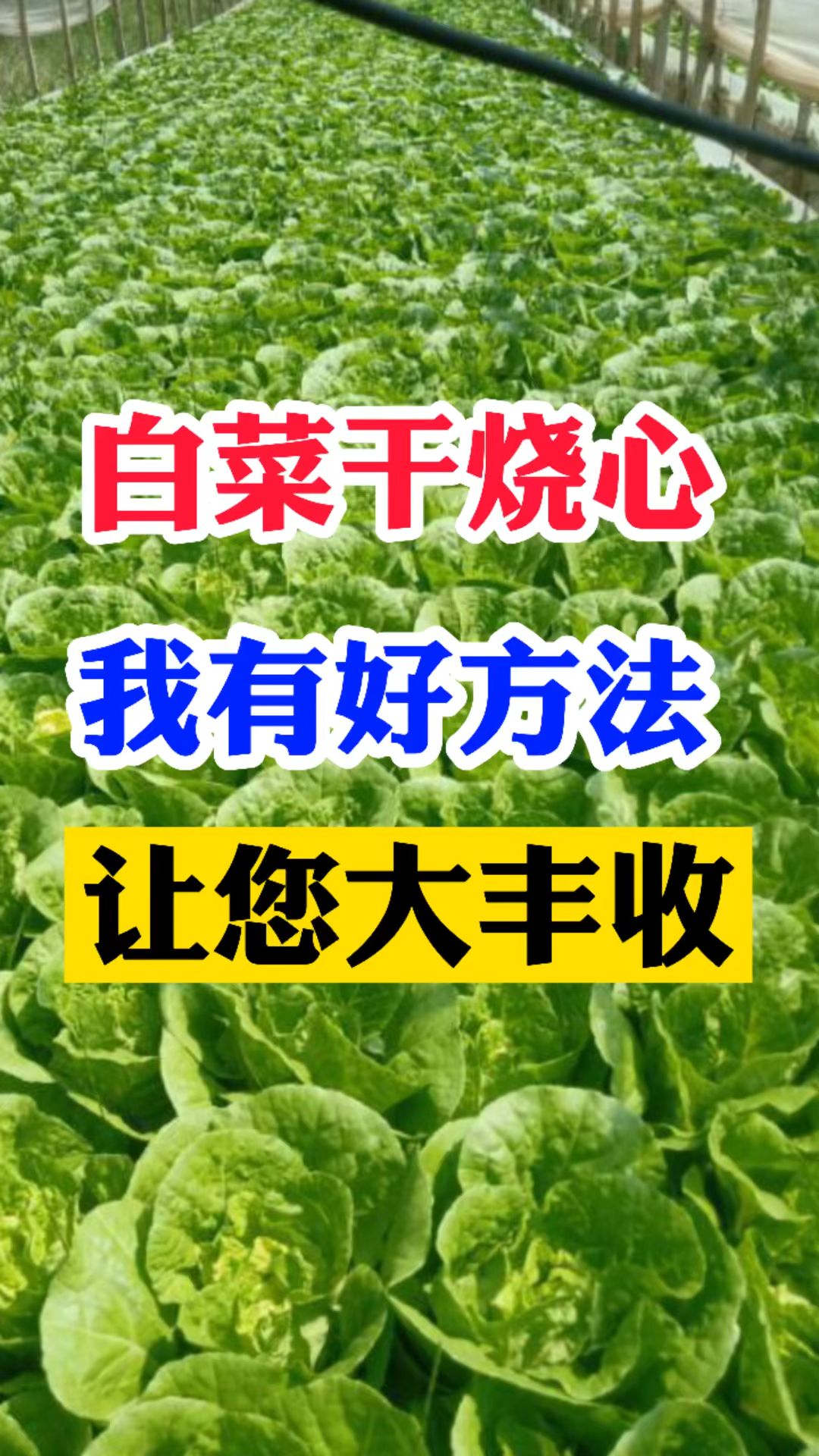 #好白菜#