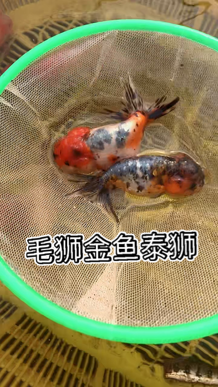 #金鱼#五花毛狮金鱼泰狮金鱼蝶尾很漂亮自家鱼塘养殖的