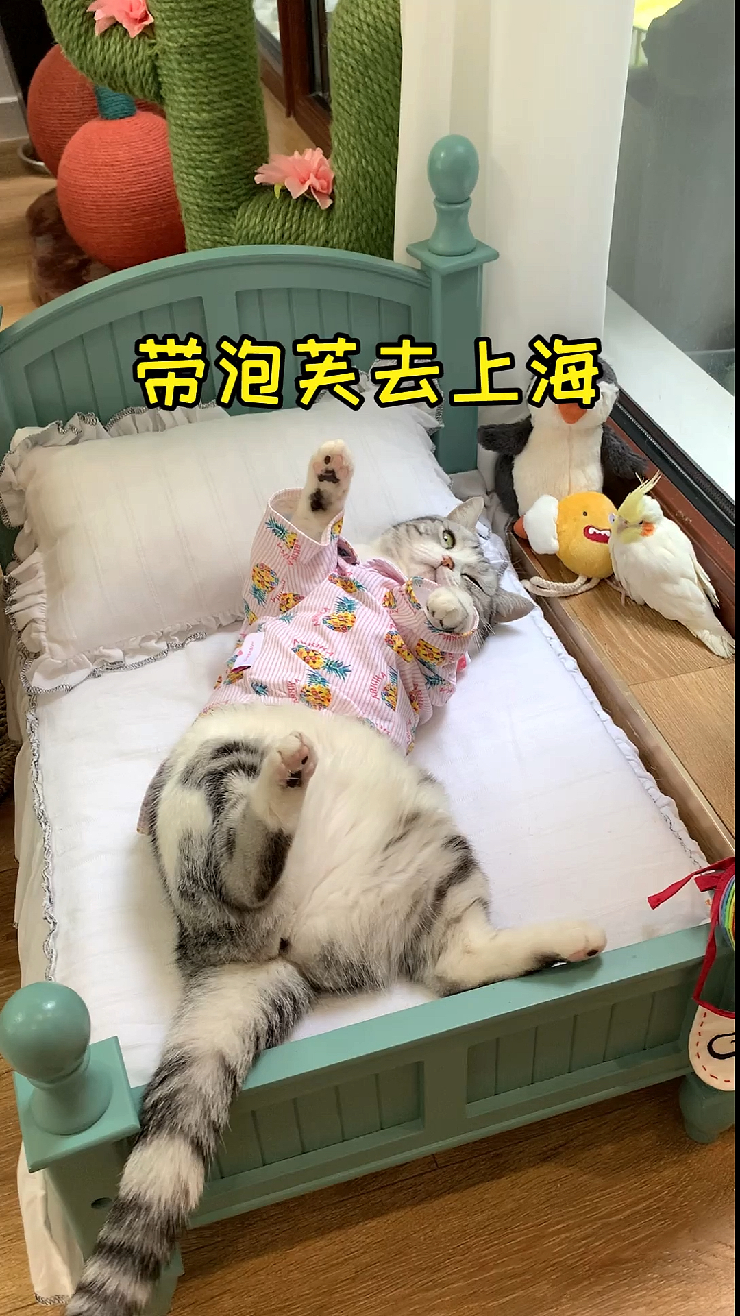 #每日萌宠#带着泡芙我们安全的到达上海啦