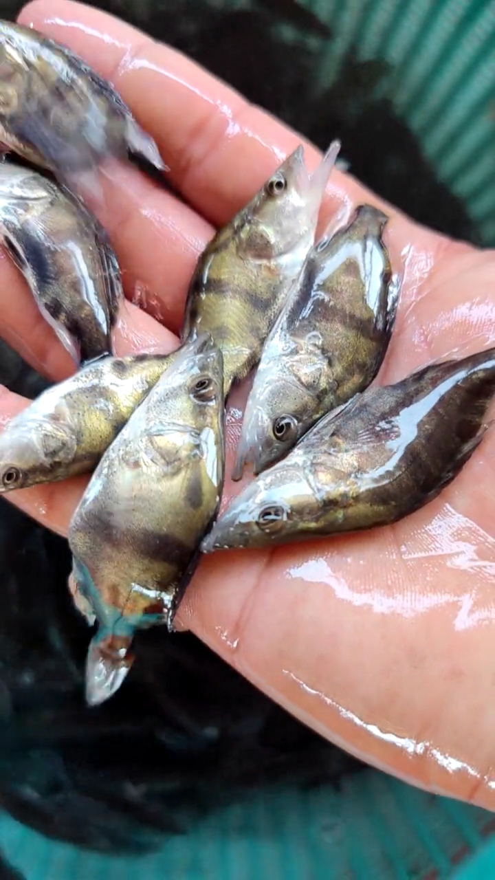 #桂鱼苗#鳜鱼俗称桂鱼、桂花鱼、季花鱼、花鲫鱼等，全国各地普遍可以养殖。