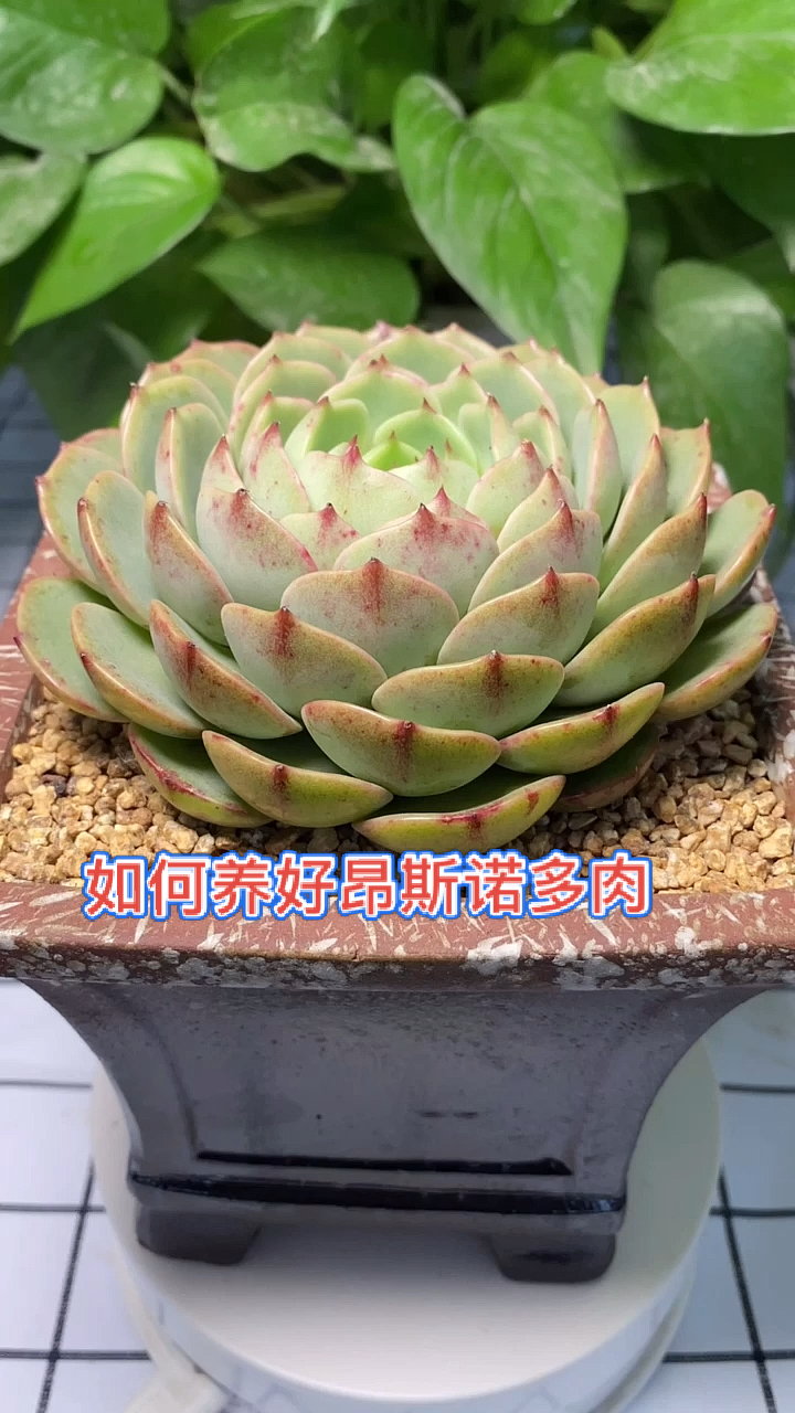 #多肉植物#30秒带你了解如何养好昂斯诺多肉