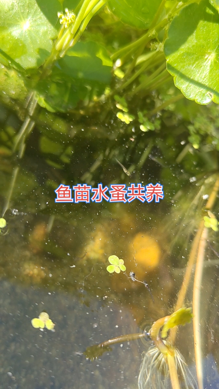 看到水蚤了吗?高手教的鱼蚤共养,等小鱼长大水蚤也繁殖多了,刚好美餐一顿~