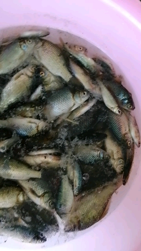 纯粹野钓,野生小鲫鱼,水质好才有的红翅…