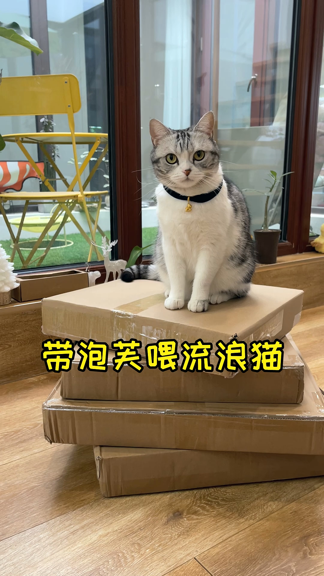 #小小爱宠萌化你#这个冬天，希望所有在外的毛孩子们都能有个温暖的家，都能吃饱喝足～