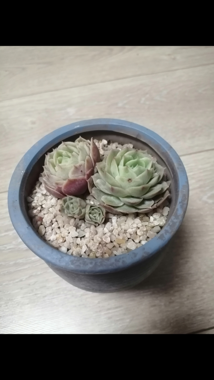 #有一种可爱叫多肉！#漂亮的多肉植物