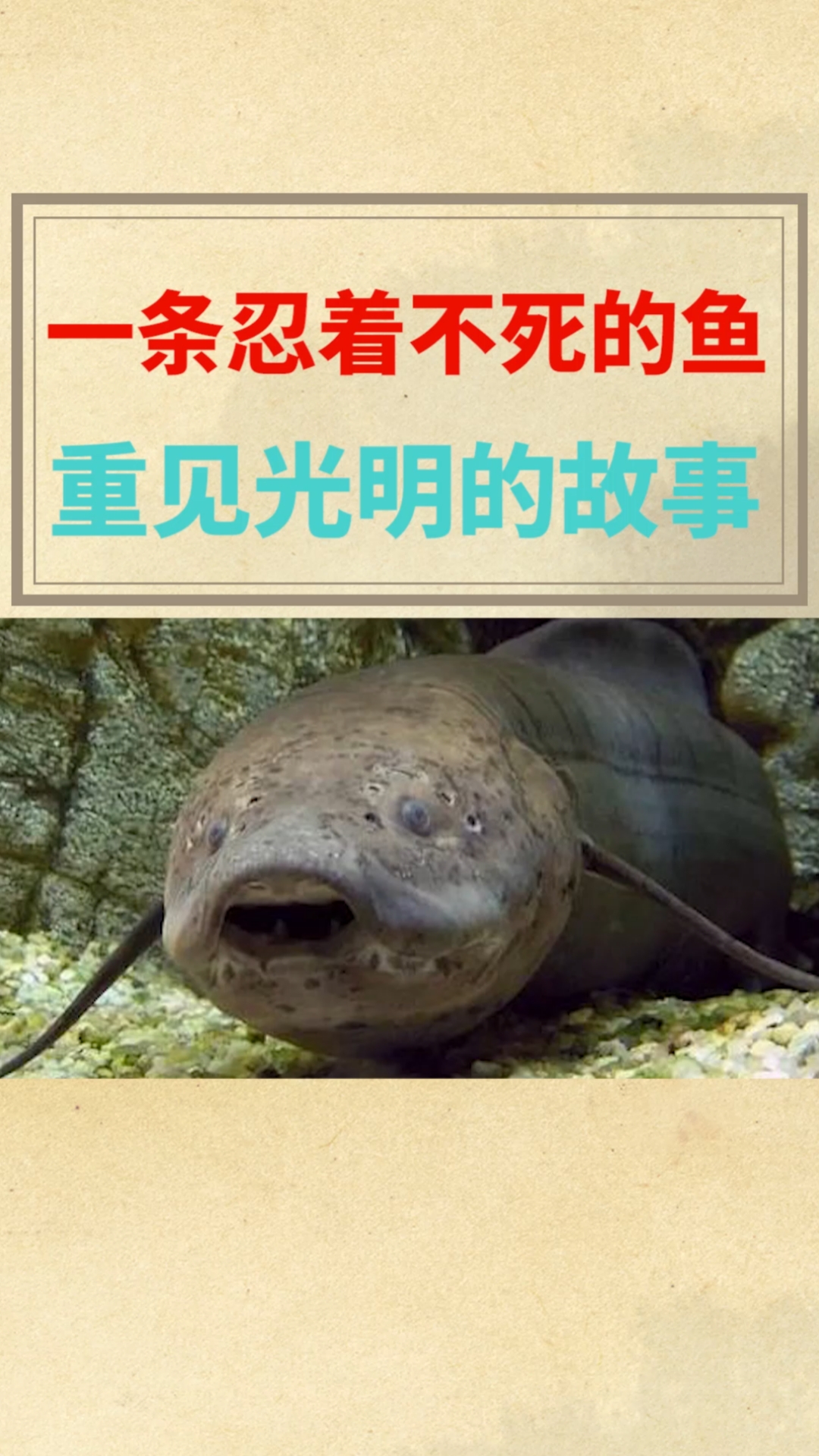 一条忍着不死的鱼,重见光明的故事