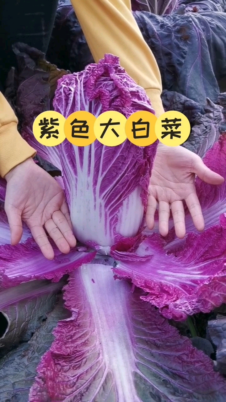 该种大白菜了,紫白菜别错过哦