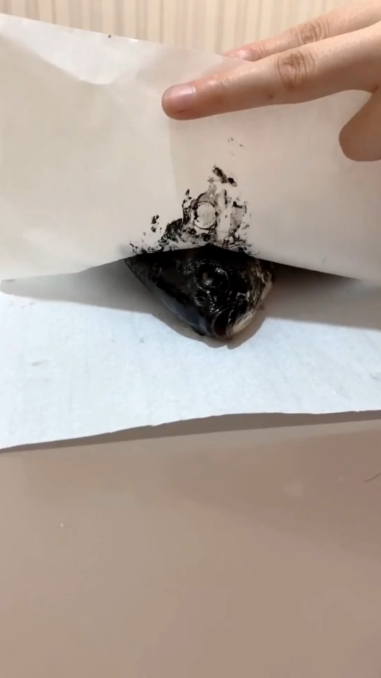 老师布置作业画一条鱼,这样能过关吗!!