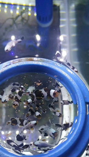 #小丑鱼#人工繁殖小丑鱼海水鱼活体观赏鱼宠物萌宠