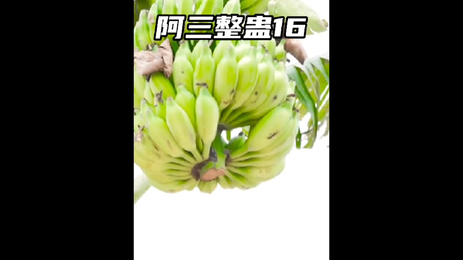 #搞笑段子剧#爆笑喜剧：偷榴莲引起的蝴蝶效应！