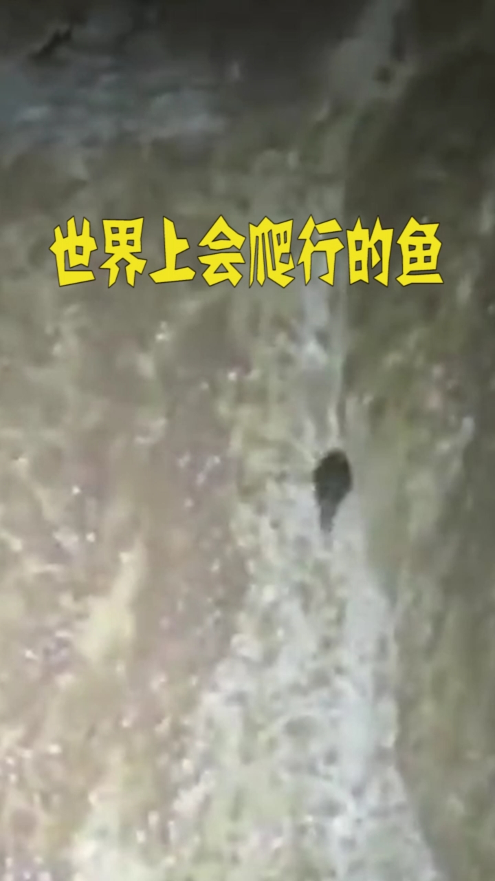 #世界之最#世界上会爬行的鱼