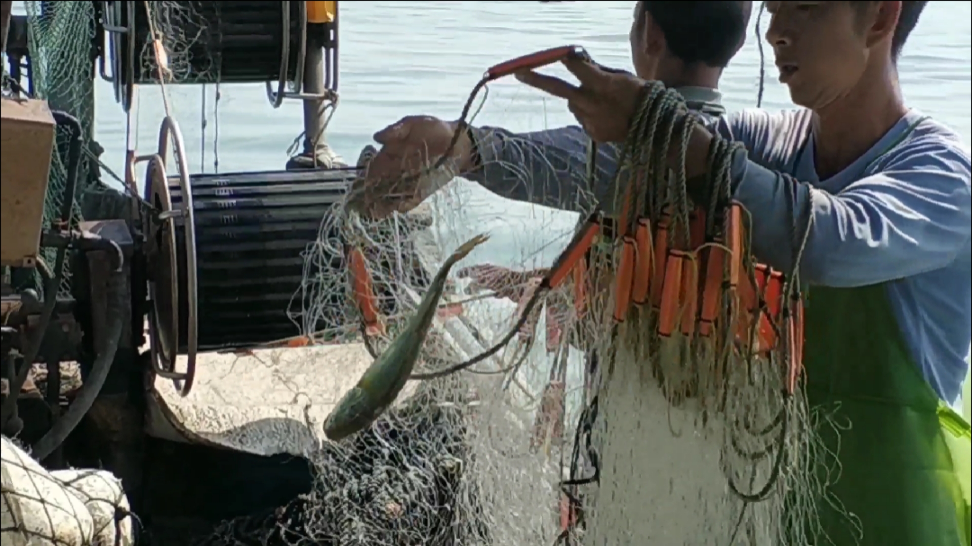 #赶海户外#出海捕鱼，捕到一条野生大鳘鱼，全船人尖叫起来，鱼胶比鱼还贵(中)