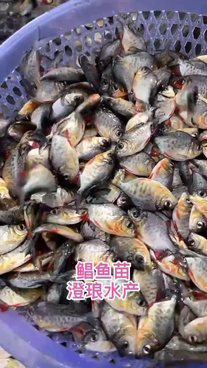 优质淡水白鲳红鲳鱼苗鱼塘养殖造景观赏鱼苗鱼缸热带鱼