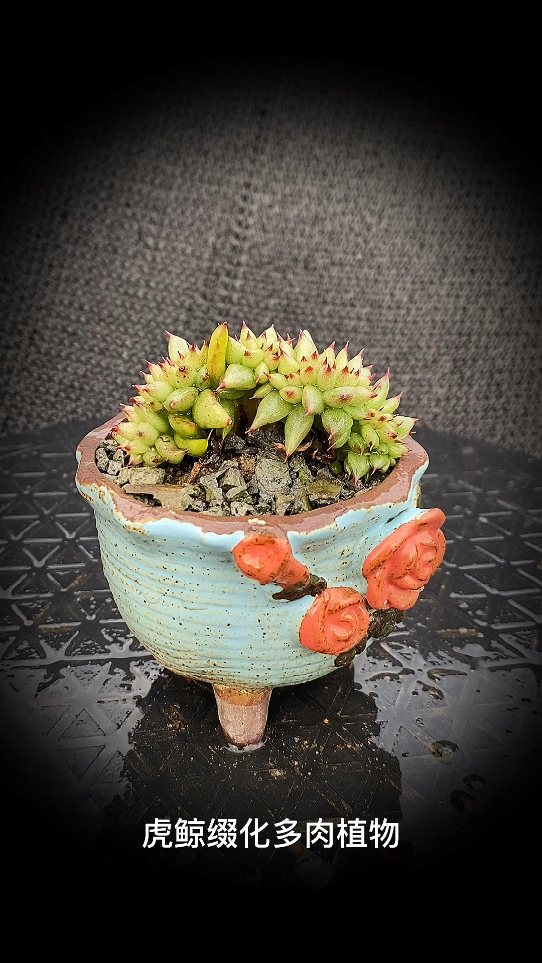 #有一种可爱叫多肉!#虎鲸缀化多肉植物:是景天科拟石莲花属多肉植物。东云系黄金玛利亚的缀化