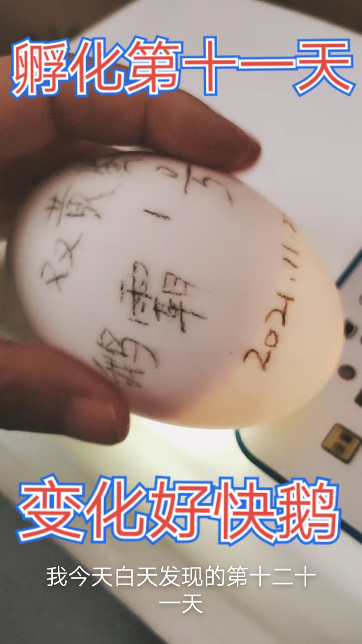 #我家萌宠成精了#鹅蛋孵化第十一天,面积已经占了3/2了,昨天还没有那么大面积,变化好快啊