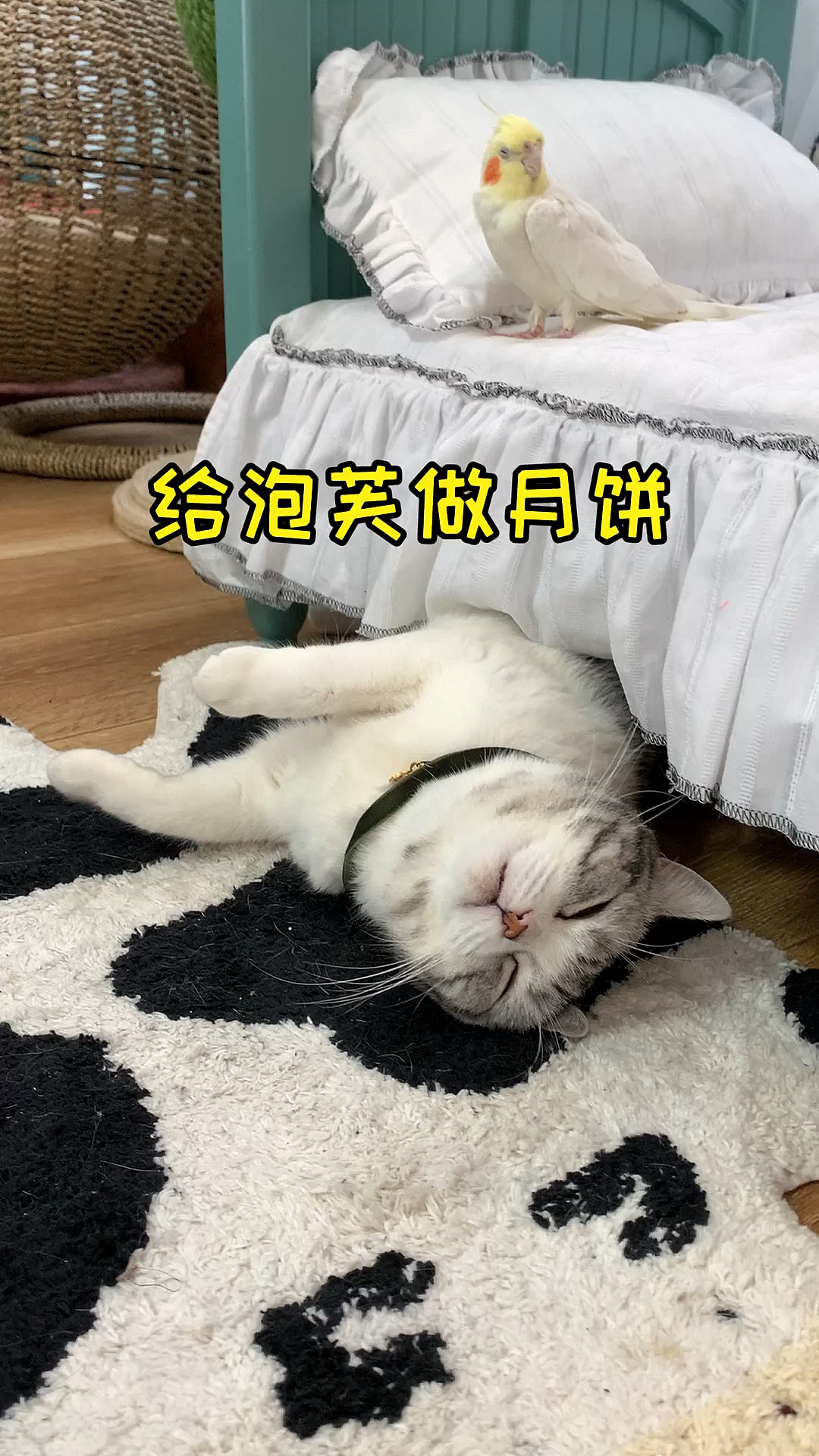 #小小爱宠萌化你#祝大家中秋快乐合家团圆