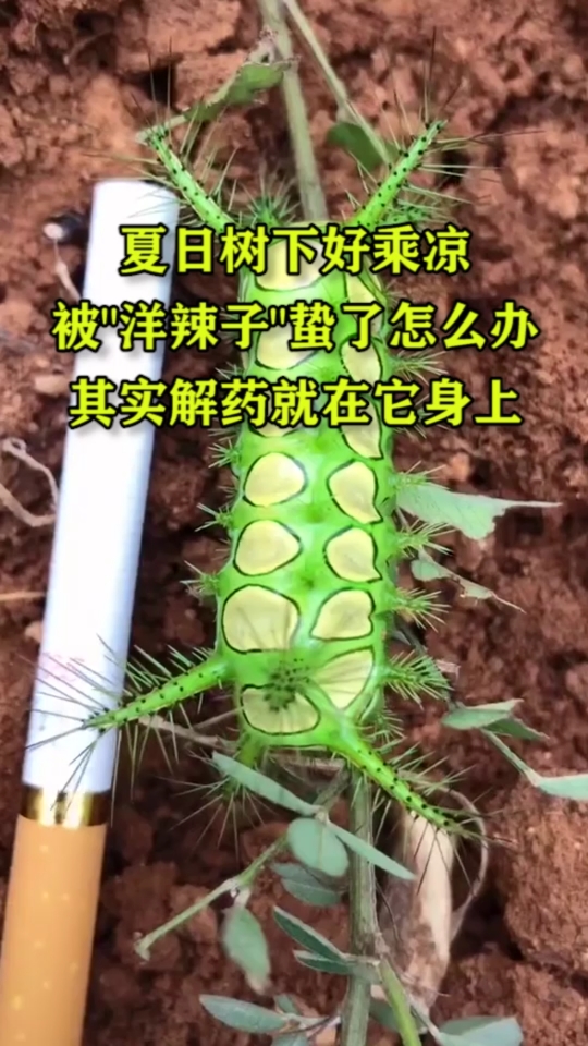 夏日树下好乘凉被“洋辣子”蛰了怎么办其实解药就在它身上