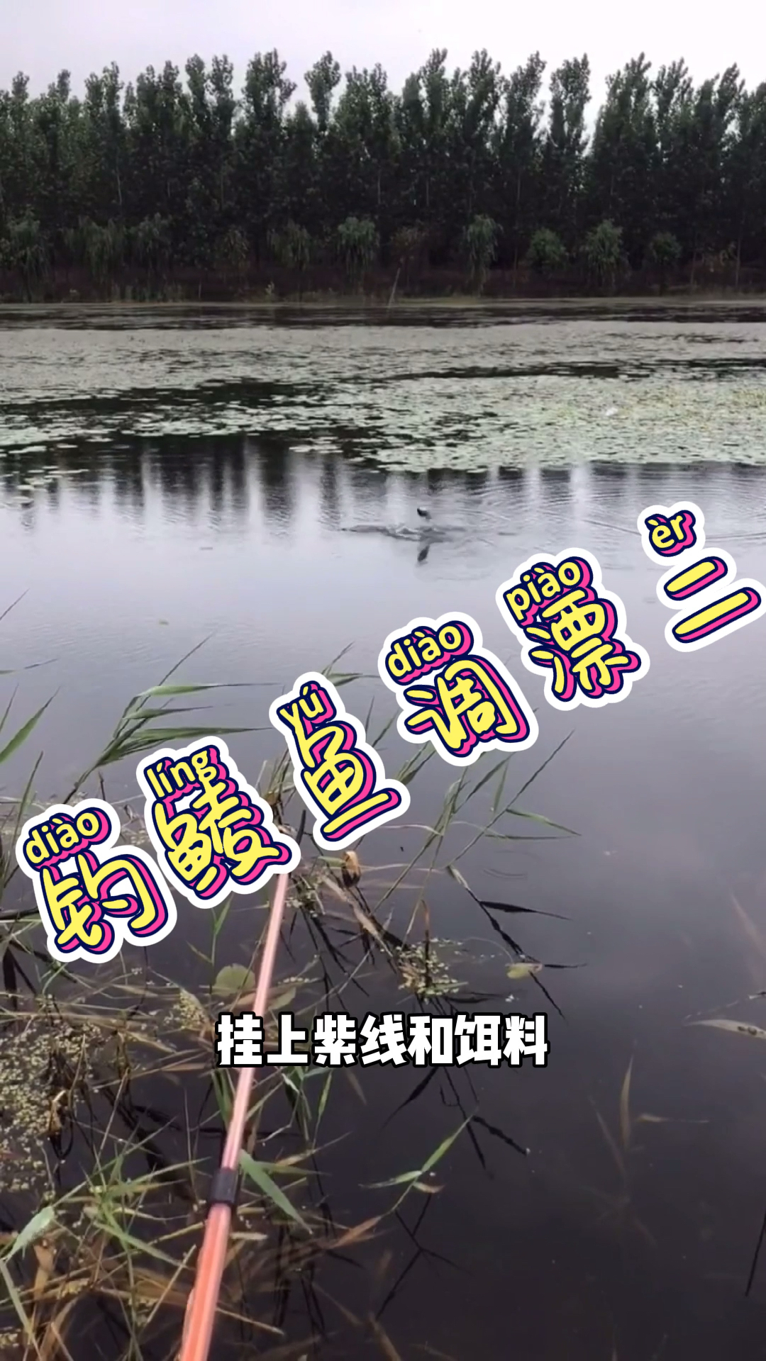 #钓鱼##爱钓鱼#台钓#野钓#钓鱼人野钓鲮鱼的调漂方法,学费他,大毛都怕你!