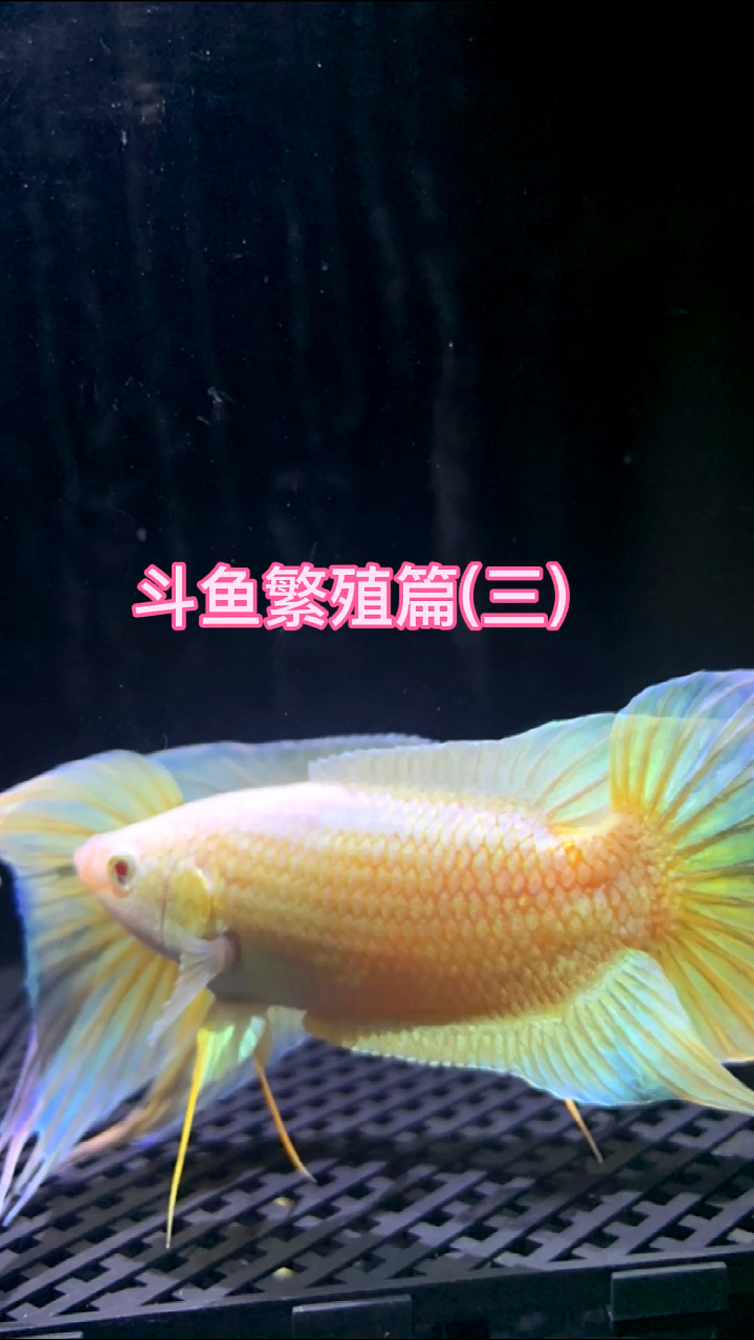 #手机摄影#斗鱼繁殖篇(三)鱼卵处理方法