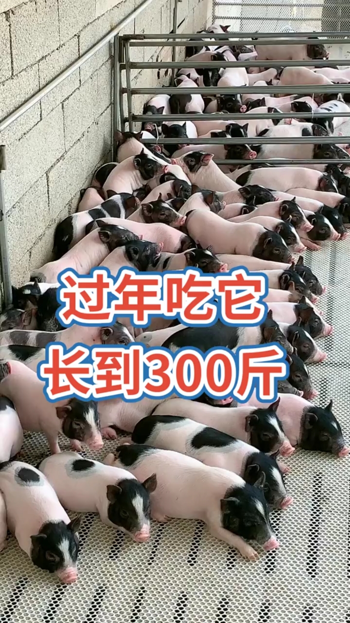 吃腻了普通猪肉,来尝尝这个,巴马香猪