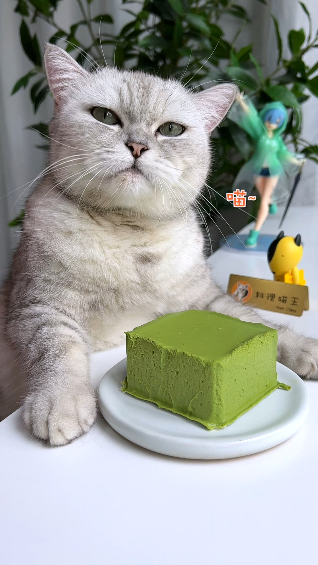 #猫咪日记#猫王：超级丝滑的熔岩抹茶蛋糕，巨好吃！
