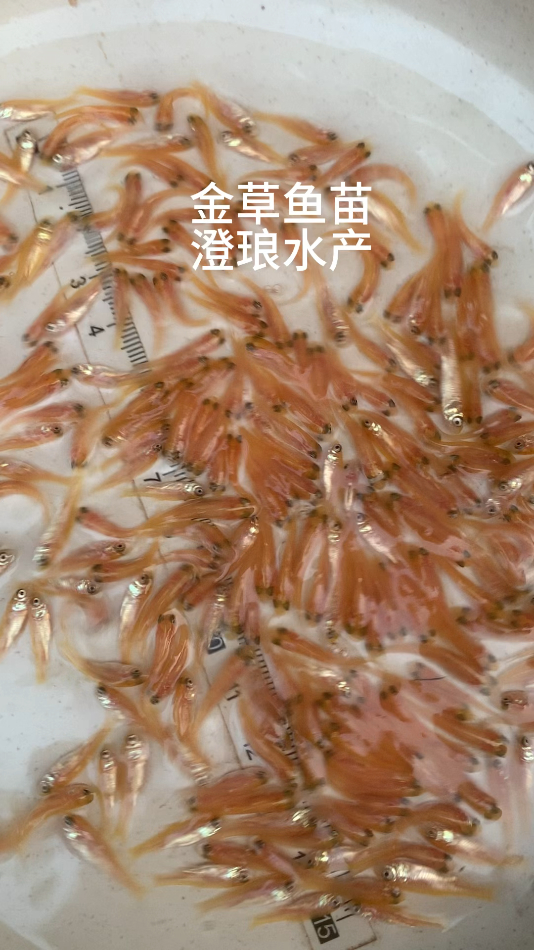 金草鱼苗金丝鲩鱼苗俄罗斯金草鱼苗