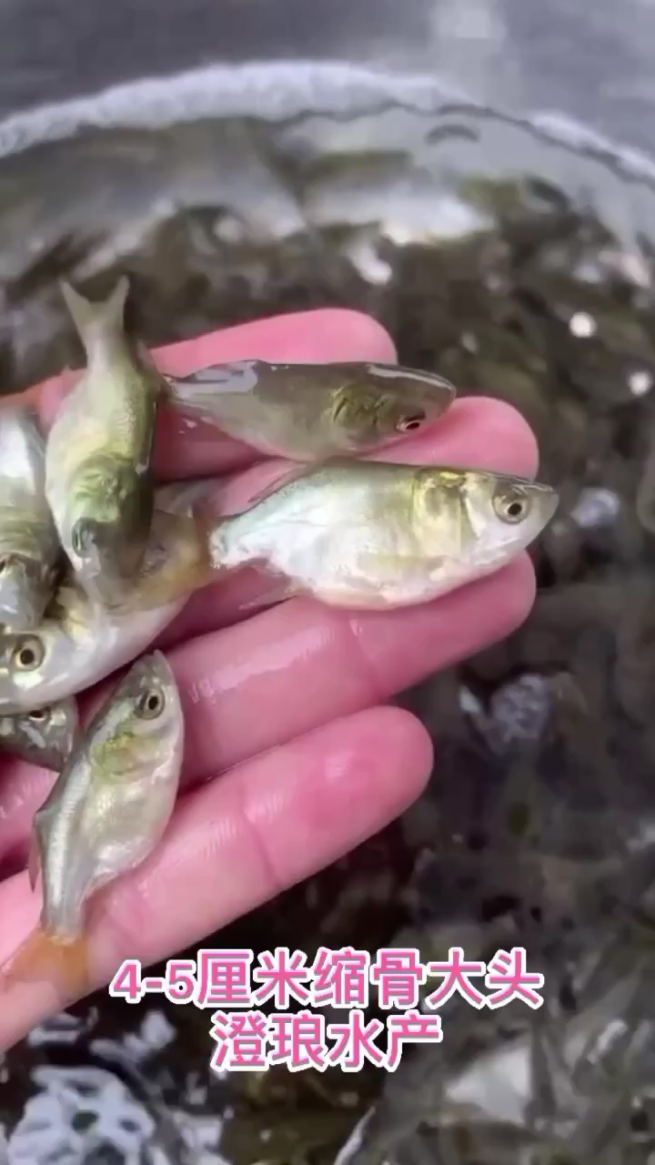 缩骨大头鱼苗胖头鱼苗缩骨花鲢仙骨大头苗锁骨大头包邮谈水鱼苗