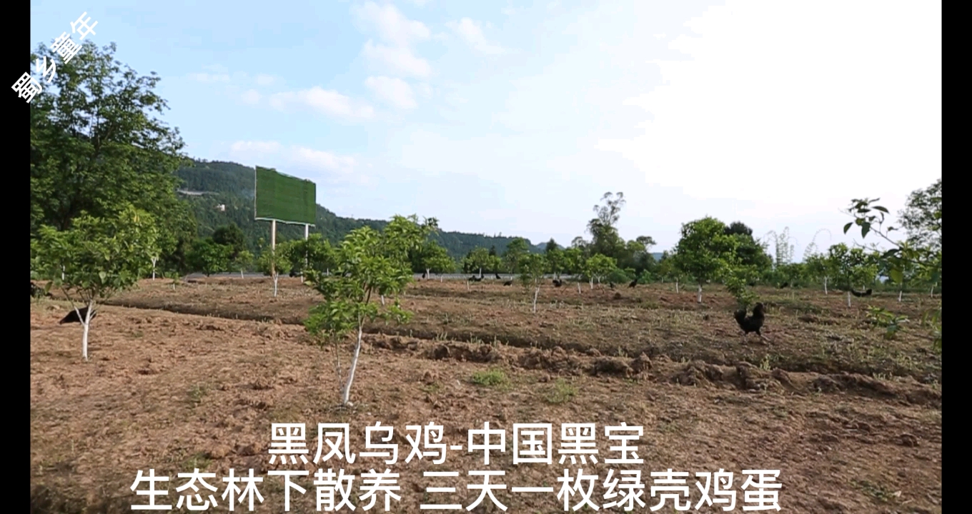 生态散养土鸡黑风乌鸡五黑一绿土鸡蛋