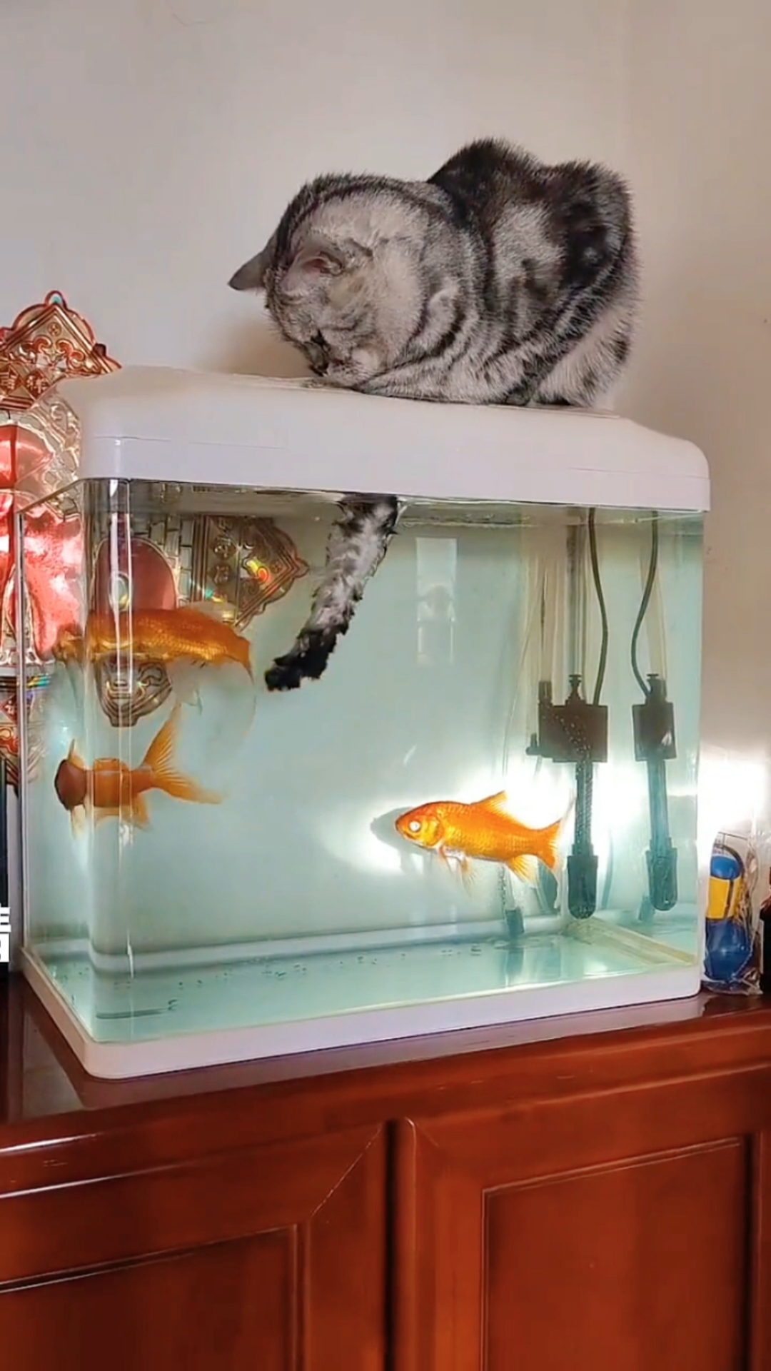 #猫咪抓鱼#鱼猫真不能混养啊