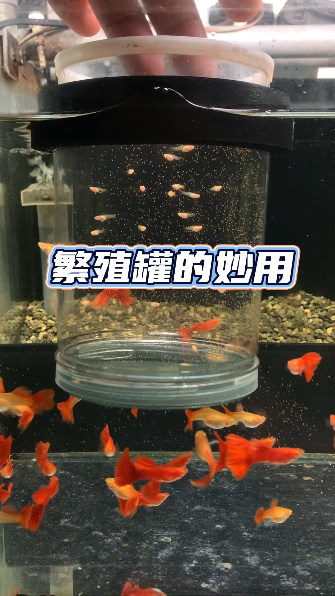 漂浮繁殖隔离罐的妙用#养鱼日记#孔雀鱼#观赏鱼#养鱼日常#养鱼人