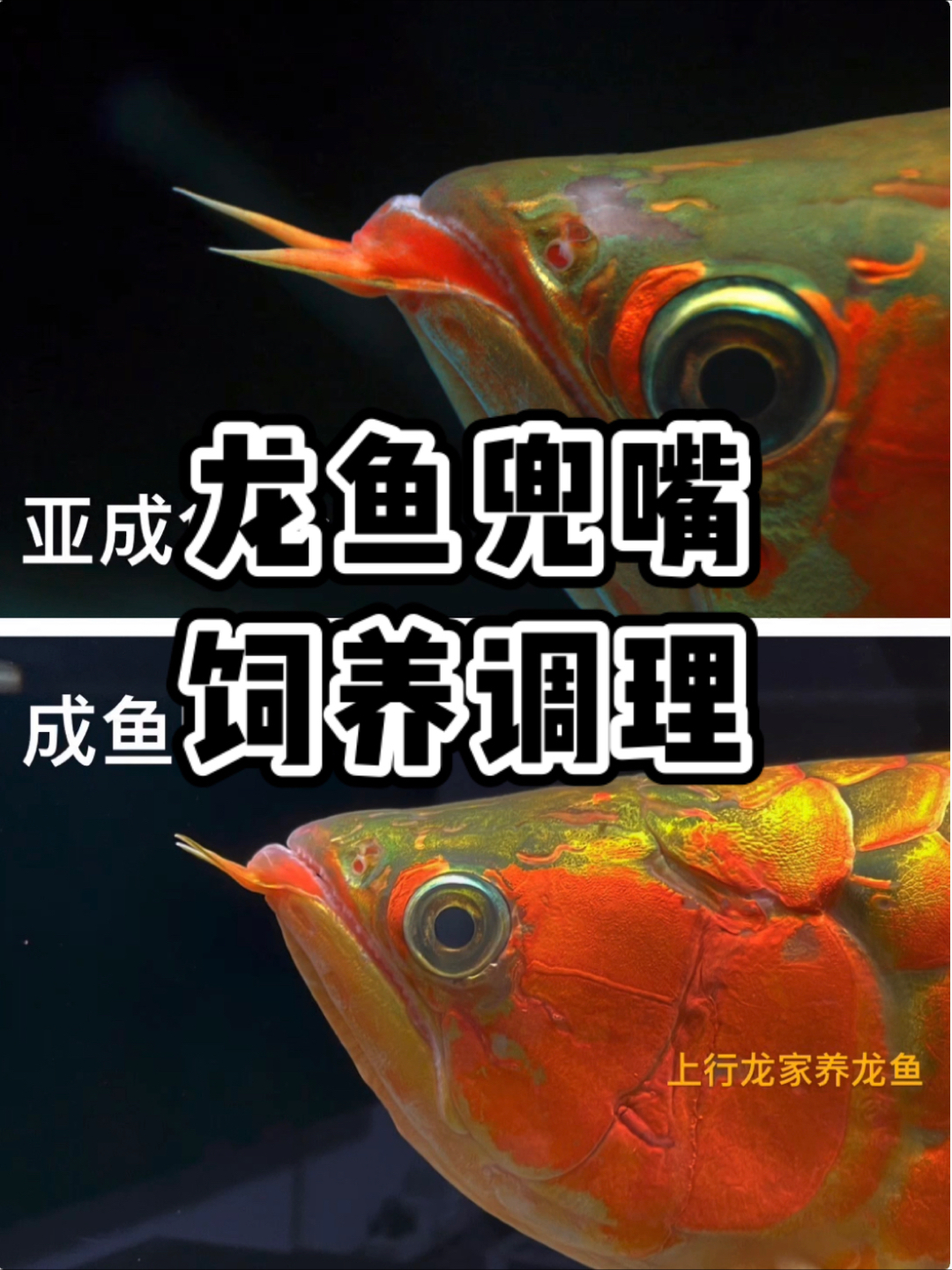 #龙鱼#龙鱼兜嘴是永恒的饲养问题,经过多年实践,缸养龙鱼可以通过正确饲养调理或改善!