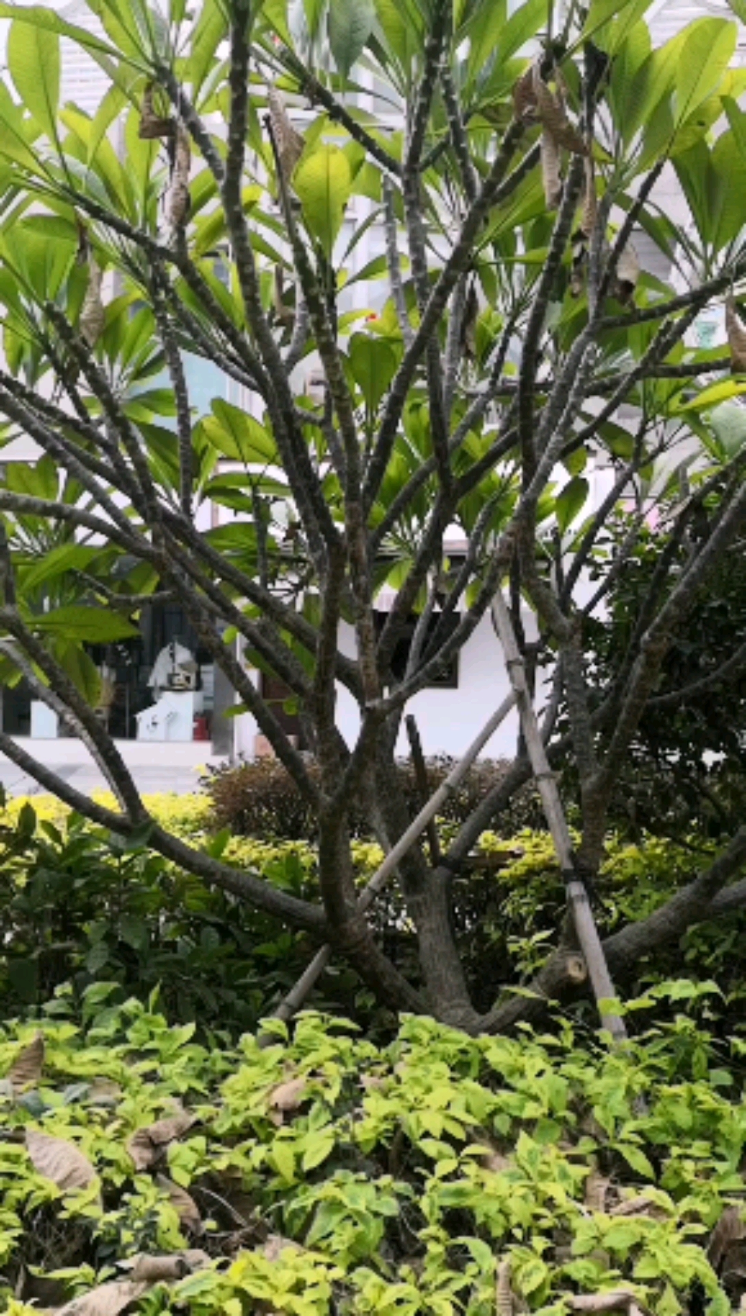 寻百草,识百草,鸡蛋花树