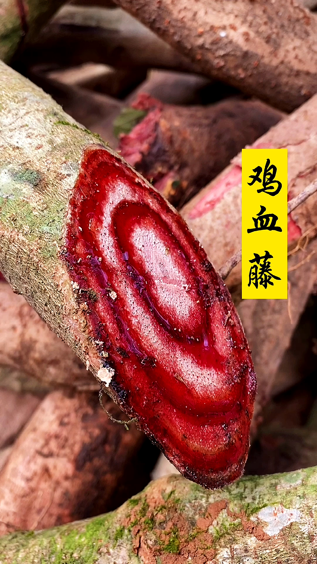 #全民涨知识#鸡血藤