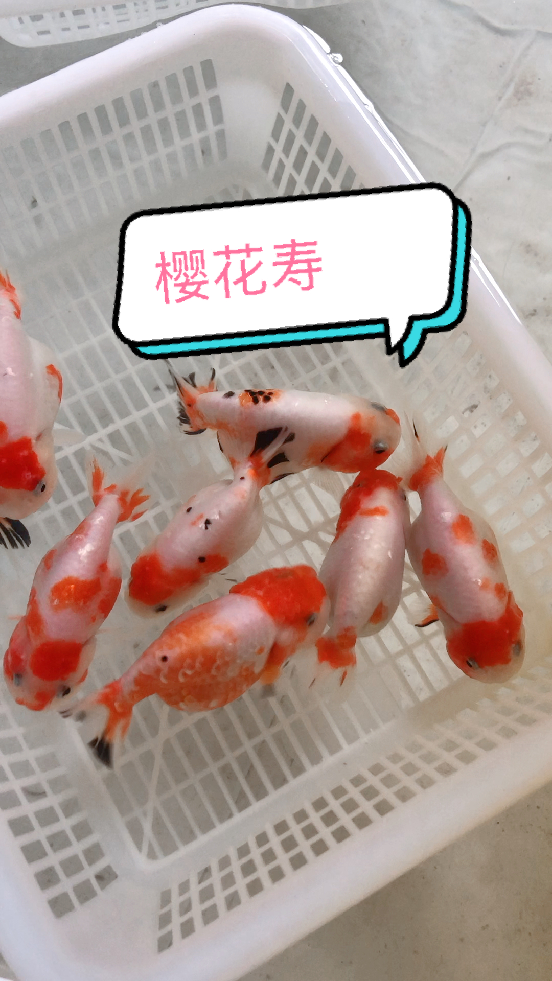 #我家宠物成精了#樱花寿金鱼