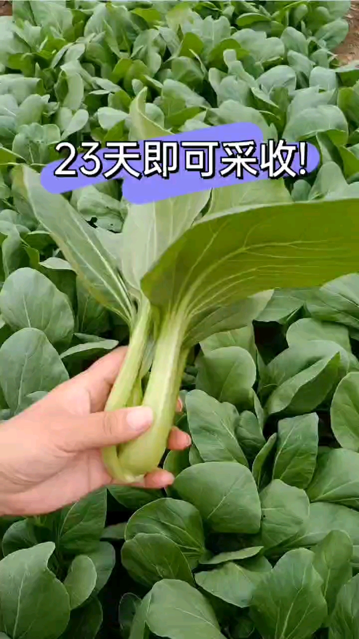 23天即可采收!