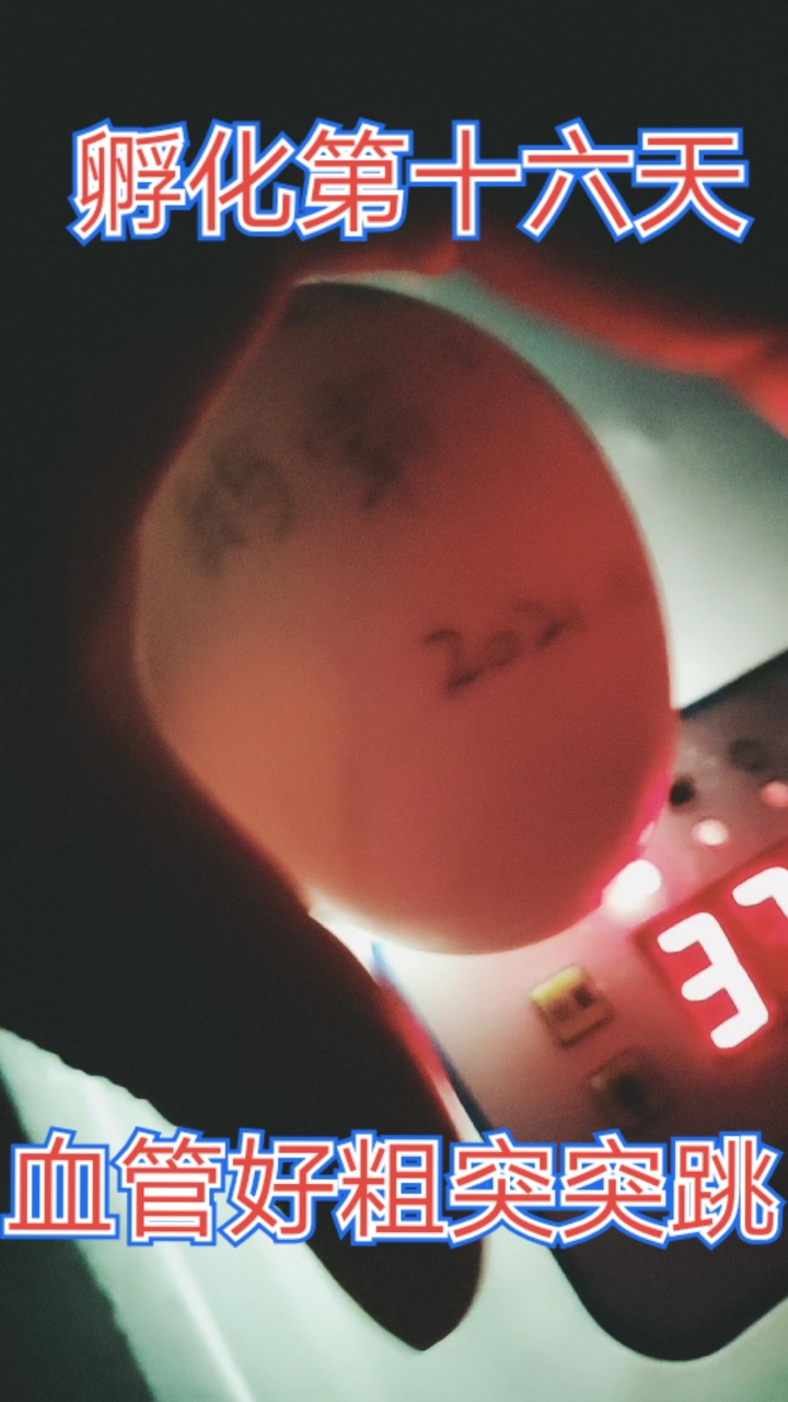 #我家萌宠成精了#双黄鹅蛋孵化第十六天,里面乌漆嘛黑一片,看不见动静,偶尔血管突突突动,告