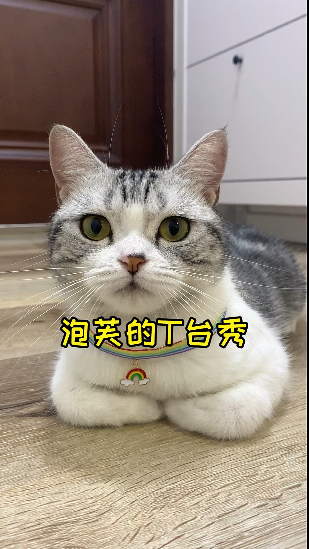 #家有猫咪#你最喜欢泡芙的哪一套装扮呢？