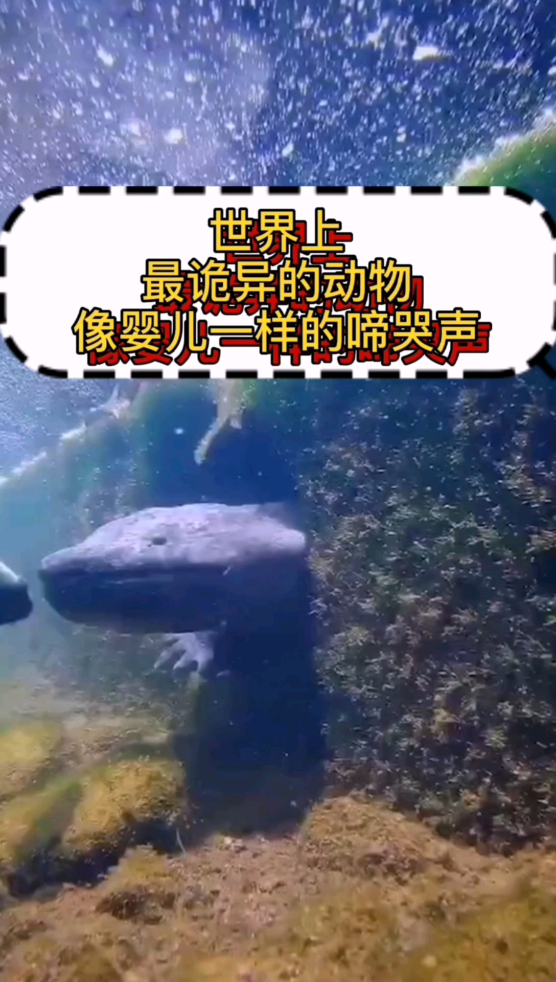 #奇闻趣事抢先看#世界上最诡异的动物,像婴儿一样的啼哭声