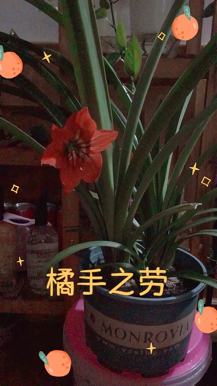 朱顶红又开花了