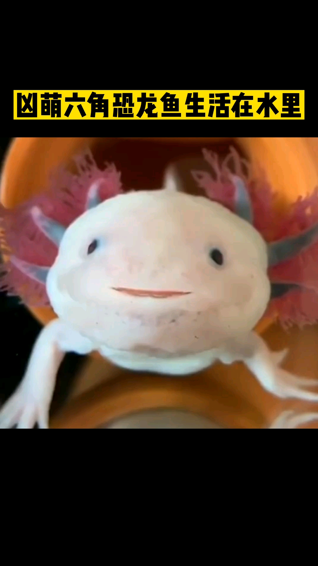 脑袋没了也能再生