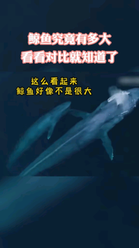 鲸鱼到底有多大呢?看看对比就知道了。