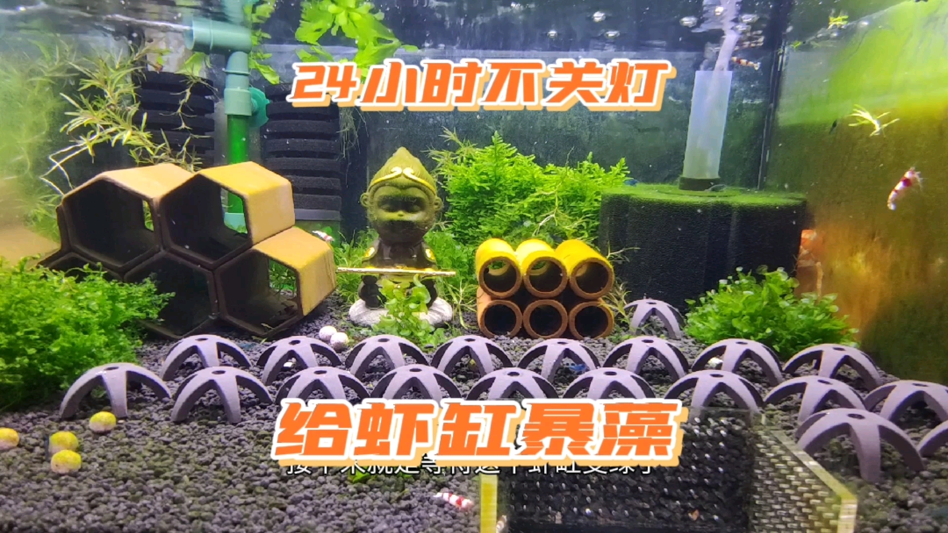 #记录生活#24小时不关灯,给虾缸暴藻