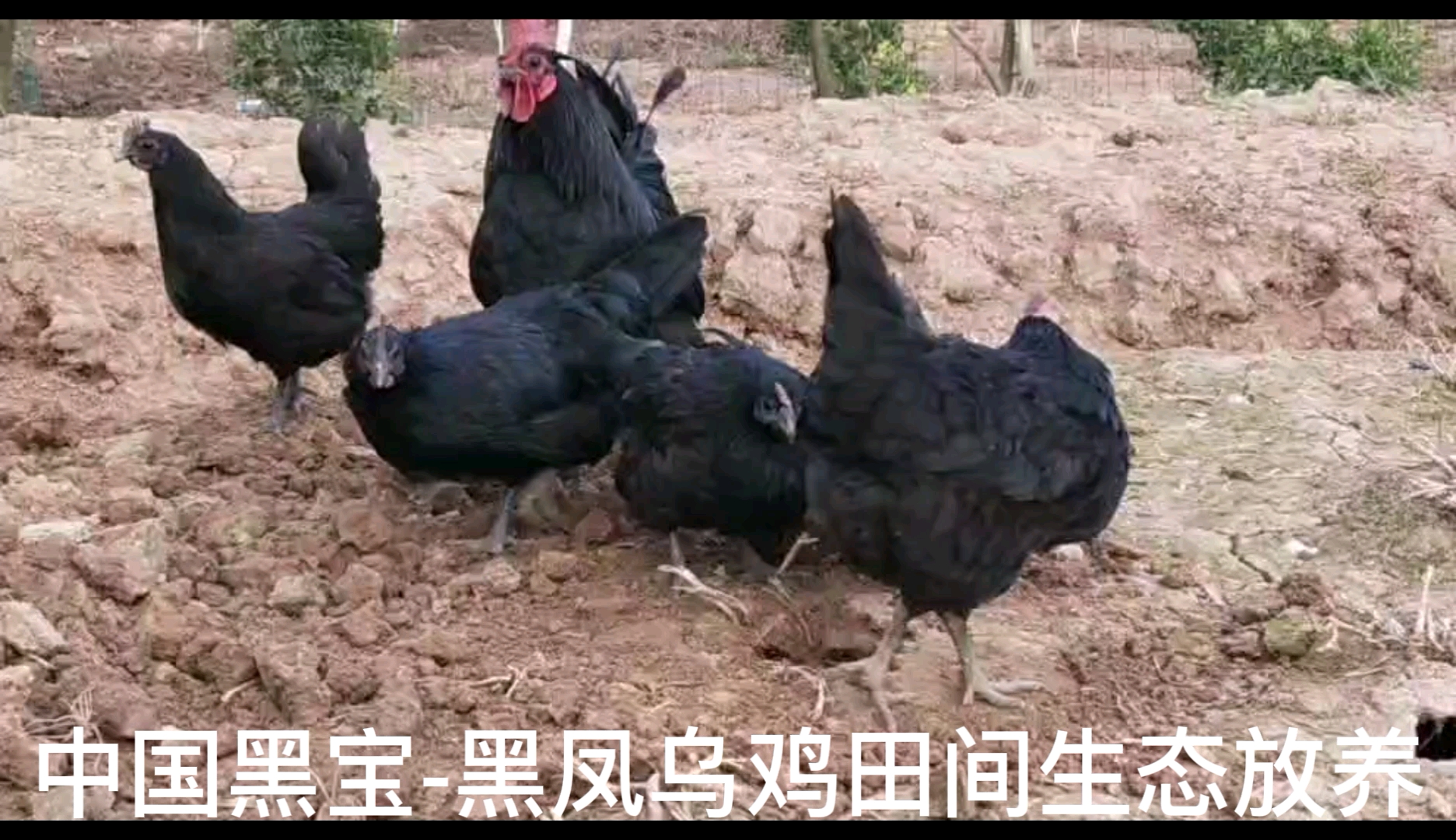 生态散养土鸡黑风乌鸡绿壳鸡蛋