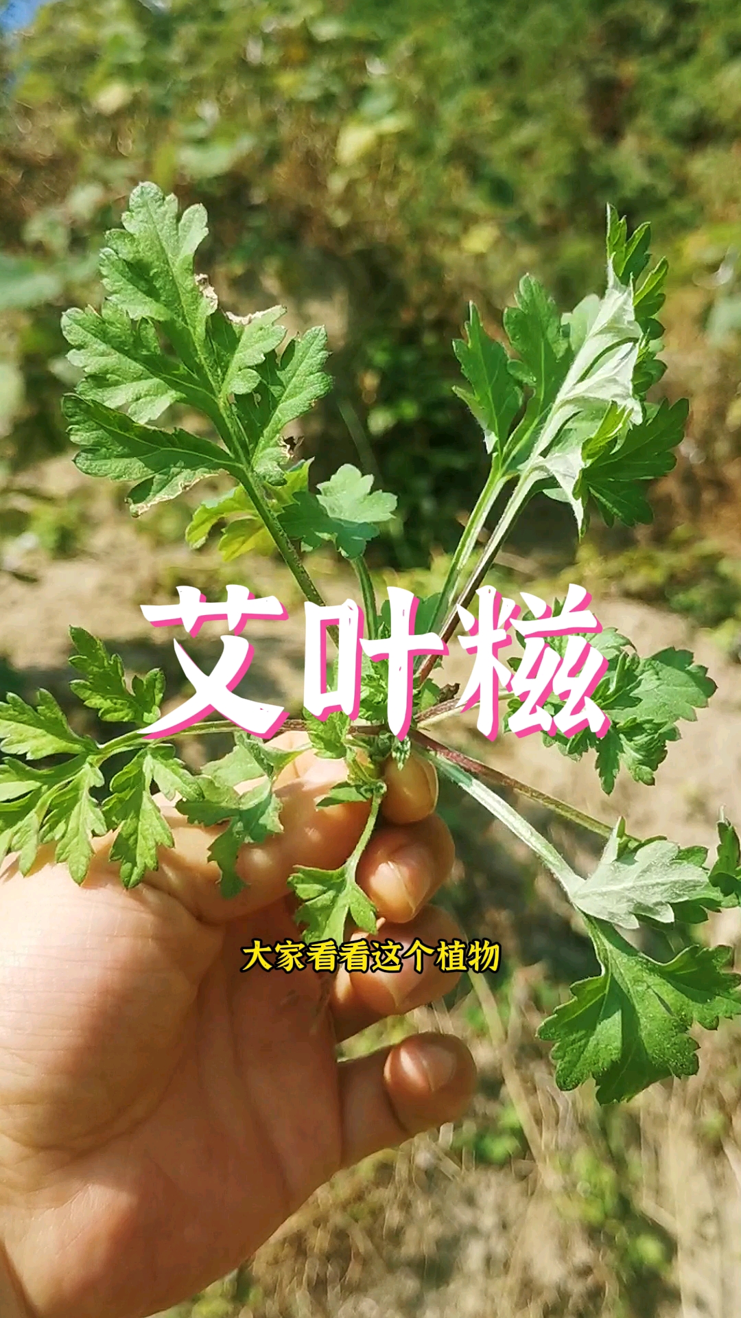 又到了做艾叶粑粑的季节,为什么瑶山山民要用到黄泥柴?