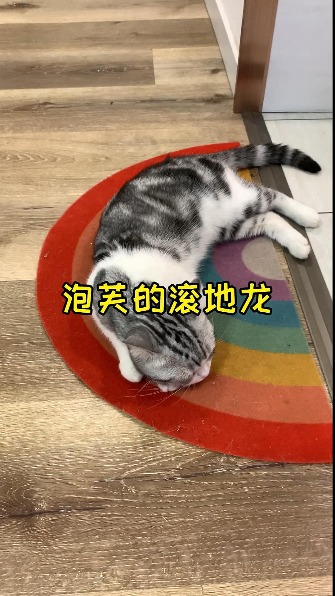 #我家萌宠成精了#暂时养不了老二陪泡芙，只好搞点玩具多陪她玩会儿～
