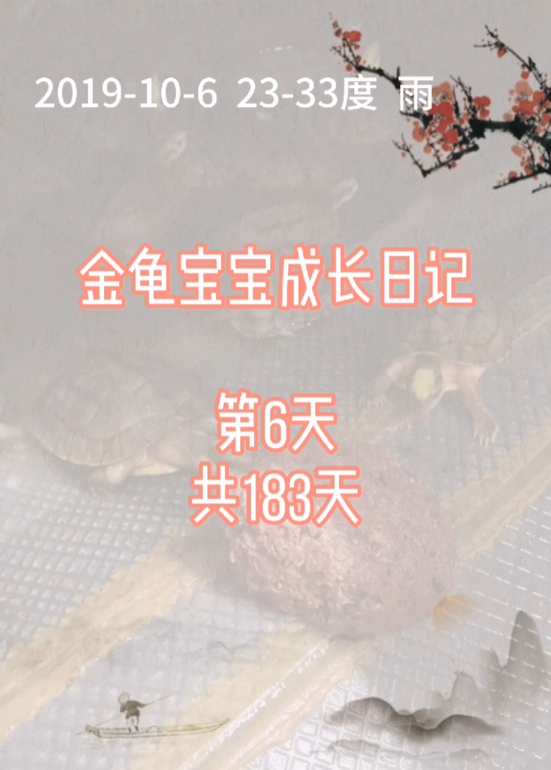 金龟宝宝成长日记第6天,神龟华女与你分享金钱龟养殖技术【龟宝宝喂食方法】